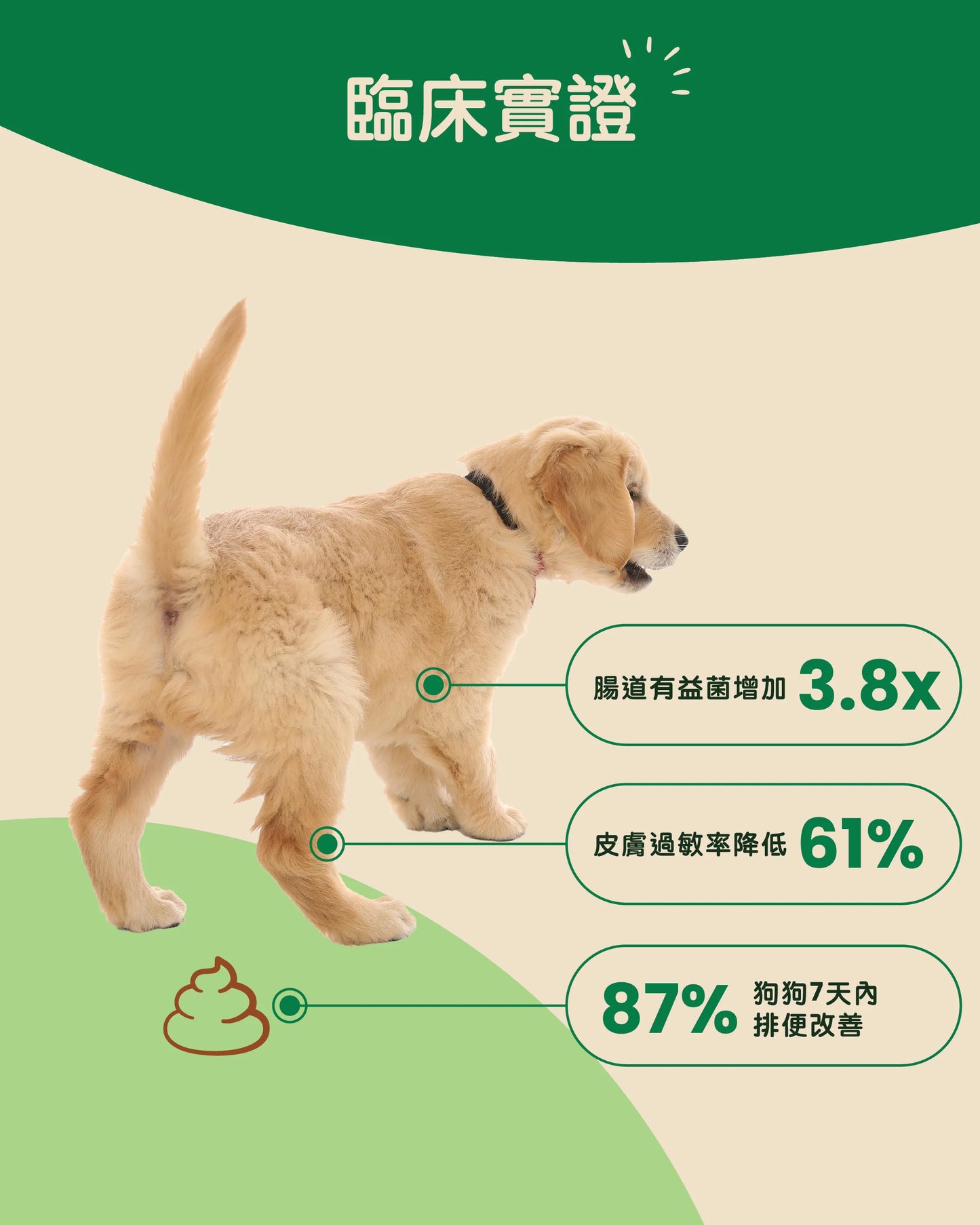 Gutsy Probiotics Supplements 益生菌破壞健康咀嚼軟粒（80 咀嚼） 