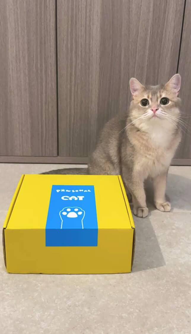 Meow Box (Single)